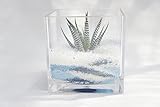 【土を使っていないから衛生的！テラリウム風観葉植物がインテリアにぴったり】　観葉植物　ハイドロカルチャー　アクリルガラス12　カラーペット　青　苗一種