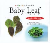 【種子】ベビーリーフ・チコリ(トレビス) 1dl