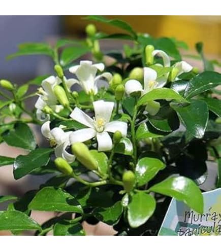 Amazon｜観葉植物：ギョリュウバイ*御柳梅 5号 プラポット｜観葉植物