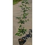 コナラ苗 4号ポット