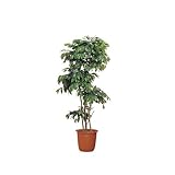 コンドル 観葉植物ピュアメイト フィカスベンジャミン 180cm 602551