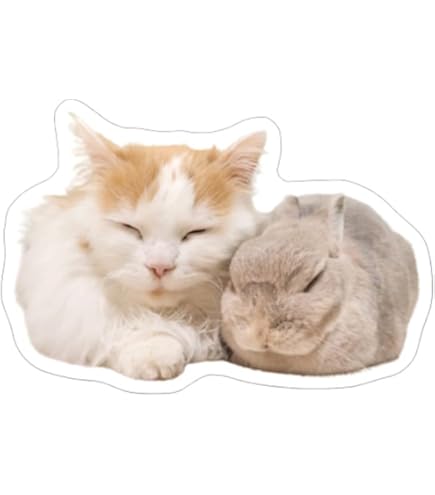 Amazon | 【予約販売】 うさぎのコガラナ天パのうさハムch 2026年