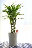 人気！ドラセナ・サンデリアーナ (ラッキーバンブー) (幸運の竹)6号鉢 (ホワイト（白）鉢)
