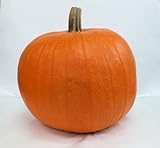 超特大カボチャ オータムゴールド　3Lサイズ　ハロウィンシール付！　ハロウィンカボチャ　オータムゴールド3Lサイズ