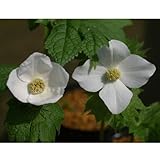 シラネアオイ（白根葵）：白花3.5号ロングポット[清楚な青軸純白花・日陰に！]