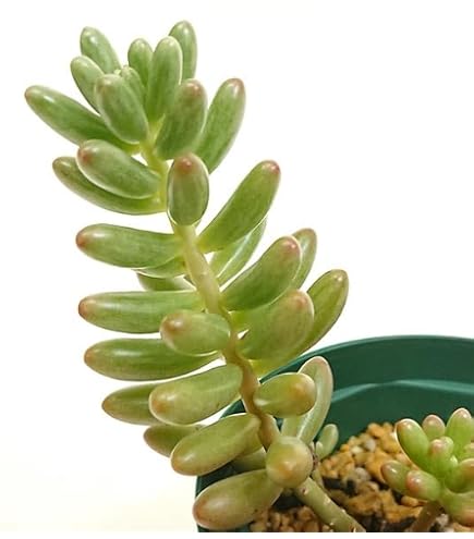 Amazon.co.jp: 多肉植物 セダム属 乙女心 おとめごころ カット極小苗