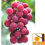 ブドウ：ゴルビー接木苗4～5号ポット[巨大粒で鮮紅色実・多汁で甘い中生人気品種][果樹苗木] ノーブランド品