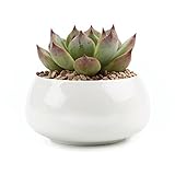 T4U 8CM 陶器ミニ植木鉢 白 楕円 多肉植物 サボテン鉢 フラワーポット プランター容器