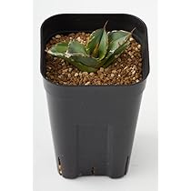 Amazon｜アガベ チタノタ 白犀牛/Agave titanota 'White Rhino