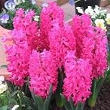 　ヒアシンス(花壇用）　赤色　３球入