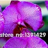hydroponic orchid seeds,indoor flowers bonsai four seasons,Phalaenopsis Orchids - 100 pcs seeds 3