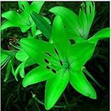 Lily Flower Seeds Plants Potted Perfume Lily Seeds 50 Pcs / Bag Garden Decoration Bonsai Flower Seed