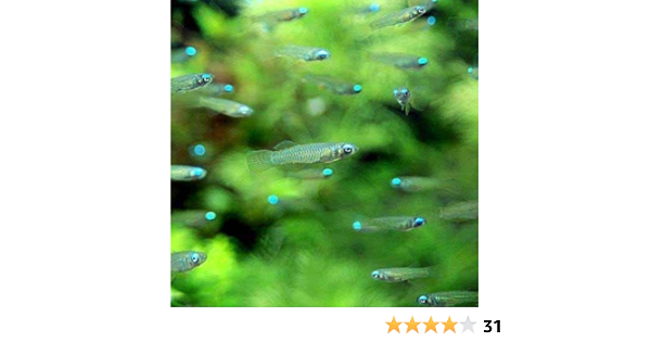 Amazon 熱帯魚 アフリカン ランプアイ ｓサイズ ２０匹 北海道航空便要保温 Charm チャーム 水槽 アクアリウム 通販