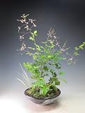 花芽付き！江戸絞り萩の寄せ植え盆栽　2017秋開花予定