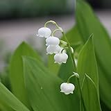 日本スズラン2株植え3.5号ポット 2株セット[日本鈴蘭] ノーブランド品