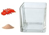 花市場直送便 ミニチュアガラス ウチワエビ & カラーサンド ベージュ & 植え込み用グラス ニューブロックL