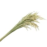 マルタカ 稲穂（ドライフラワー） 1束(50本) 品番 530104