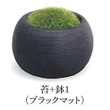 BONSAI 盆栽 ［6.苔＋鉢1（ブラックマット）］(単品)