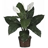卸売Spathyfillum w /コイル状ロープウィッカーシルクPlant、[装飾、シルク花]