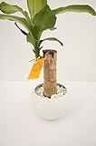 【土を使っていないから衛生的でお部屋のインテリアにぴったり。お世話簡単！】　観葉植物　ハイドロカルチャー　ルンド白　12Φ　幸福の木　ハイドロボール