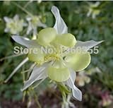 白いオダマキの種、鉢植えの花の種オダマキ、オダマキ送料無料ポールviridiflora、約30粒子