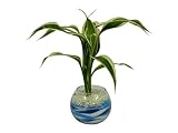 花市場直送便 サンデリー白斑(カラーサンド植え) バブルボール8cm ブルー