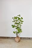 ミツバツツジ 低木 80-100cm 植木 庭木 薄紫花 ガーデニング シンボルツリー