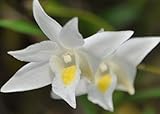 Dendrobium crumenatum - orchid - 100 seeds