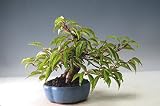 桜盆栽　十月桜（模様木）（太幹）【現品】