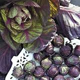 芽キャベツ 苗 Rubine ブリュッセルズ スプラウト 2ポットセット