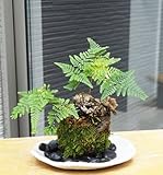 太い根茎、涼しげな葉が魅力のシダ植物【しのぶ（シノブ）の苔玉・楕円白粉引器セット】 (敷石の色（黒）)