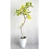 【沖縄植物】 アルテシーマ曲り 8号 陶器鉢 (角: 黒)