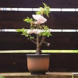 豪華な八重桜盆栽：松月桜（しょうげつざくら）