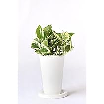 ポトス 2鉢セット 白い鉢 ポトス 2鉢セット 白い鉢