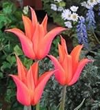 チューリップ　お徳用　　バレリーナ　１０球入