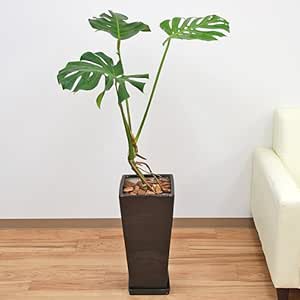 Amazon モンステラ幹上がり ロングスクエア陶器鉢植え 観葉植物 オンライン通販