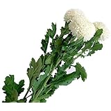 ピンポンマム 菊 白 生花 お供え お盆 初盆 お彼岸 秋 彼岸切り花 5本