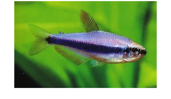 Amazon 熱帯魚 カラシン インパクティスケリー 1 7cm 匹 増子水景 観賞魚 水中生物 通販