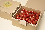 【熊野薬草園】三重県熊野産 採れたてをお届け！真っ赤なミニトマト 約1.2kg