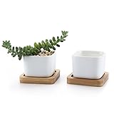 T4U 5.3CM 陶器鉢 白 ミニ スクエア 植木鉢 多肉植物 サボテン鉢 竹トレイ付き 2個入り