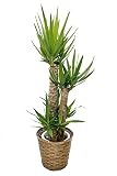 花市場直送便観葉植物 ユッカ 8寸鉢