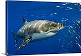 Dave Fleethamプレミアムシックラップキャンバス壁アート印刷題名メキシコ、グアダルーペ島、ホオジロザメ 24" x 16" 1404745_24_24x16_none