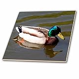 SmudgeArt鳥アートワークデザイン – Mallard Duck – Photography – タイル 4-Inch-Ceramic ct_6565_1
