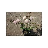 咲き分けオオデマリ ジェミニー 5号ポット