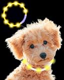 【獣医歴25年の獣医師監修】Qbit LED 光る首輪 【ペットに優しい素材】 犬 猫 光る 首輪 ライト 夜 散歩 USB充電式 Type-C 小型犬 中型犬 大型犬 サイズ調節可能 (グリーン)