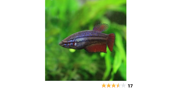 Amazon 熱帯魚 ベタ トラディショナル メス 色おまかせ 約2 3cm 3匹 生体 観賞魚 水中生物 通販