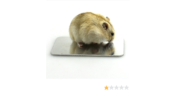 Amazon Qzsky ハムスター夏用品 ハムスター ひんやりプレート アルミクールマット 夏対策 熱中症防止保冷 涼しい 小動物用品 ペット用品 ペット用品 通販