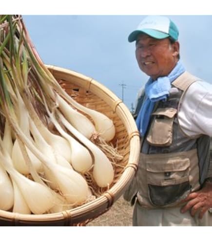 Amazon.co.jp: 洗い 砂丘らっきょう 秀品 Mサイズ 約10kg 鳥取県産