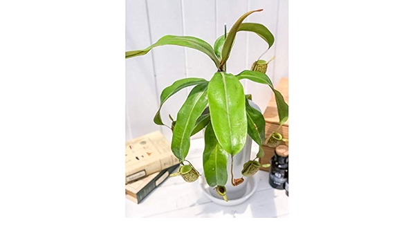 Amazon Co Jp 食虫植物 ウツボカズラ ネペンテス アンプラリア ツボ無し株 5号ロング鉢 受け皿付き 育て方説明書付き Nepenthes Ampullaria Diy 工具 ガーデン