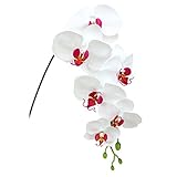 コチョウラン(M) FXFK0006L/W